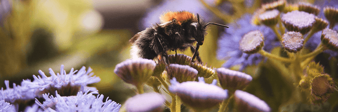 Bienen - warum sie so wichtig sind!